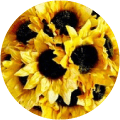 shamim omary review icon